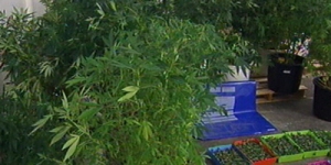 Una plantació de marihuana com la localitzada a Argentona. Foto: 324.cat 
